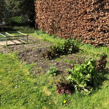 Louise's garden