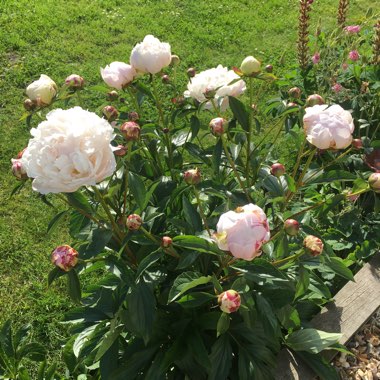 Tree Peony