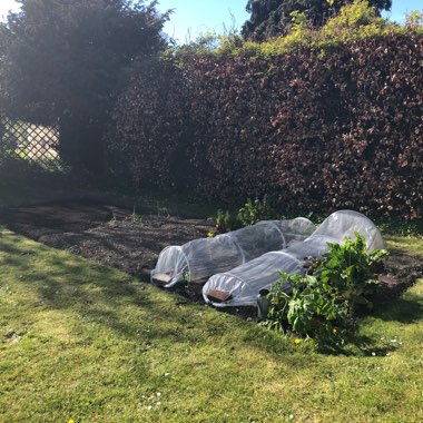 Louise's garden