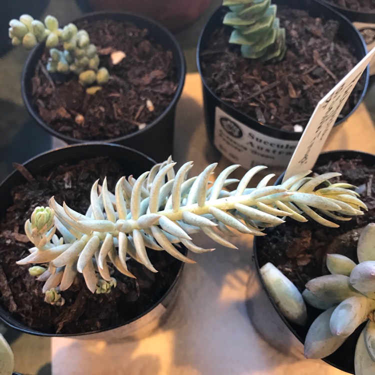 plant image 1020497