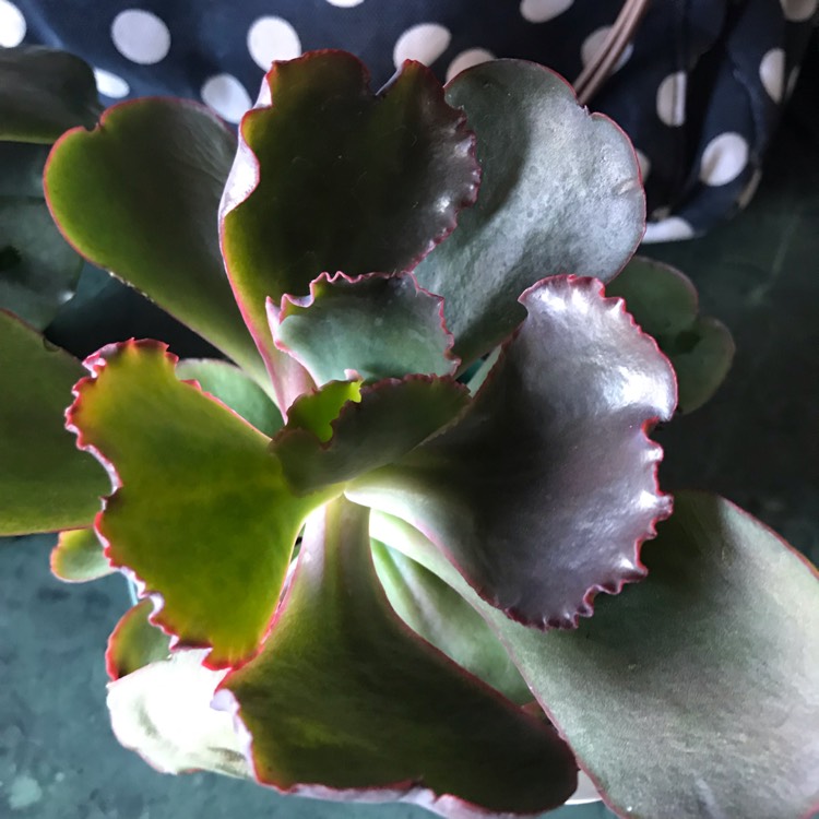 Plant image Echeveria Mauna Loa Green Form