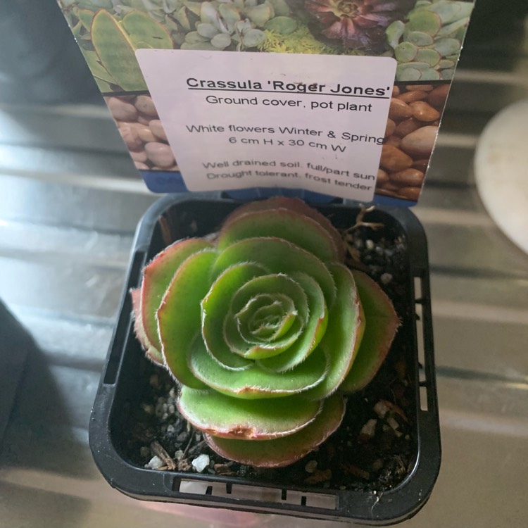 Plant image Crassula 'Roger Jones'