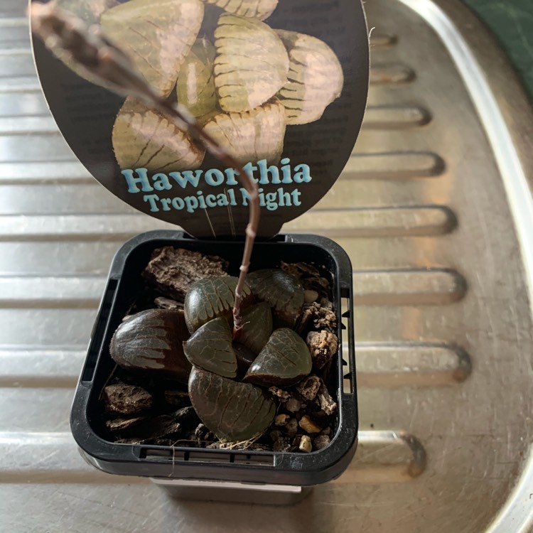 Plant image Haworthia Tropical Night