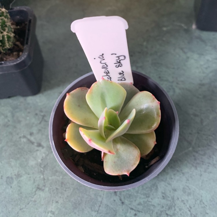 Plant image Echeveria Blue Sky