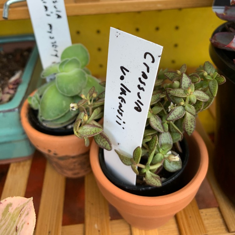 Plant image Crassula Volkensii