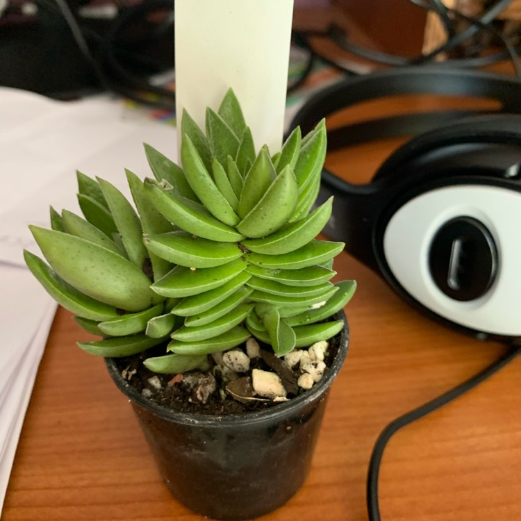 plant image 1261756