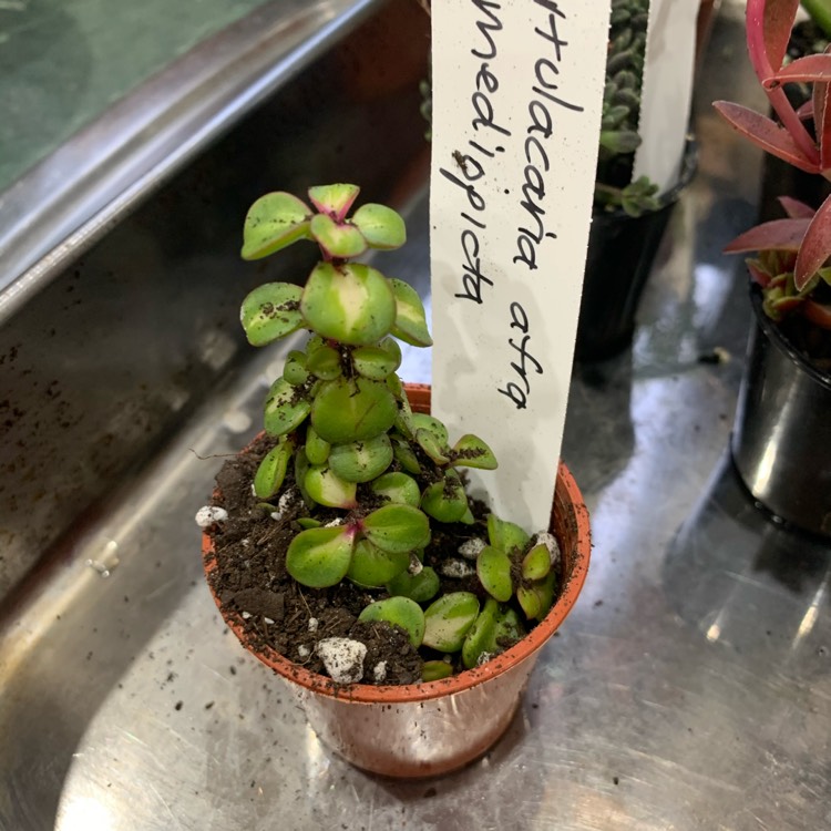 Plant image Portulacaria Afra 'Medio-picta'