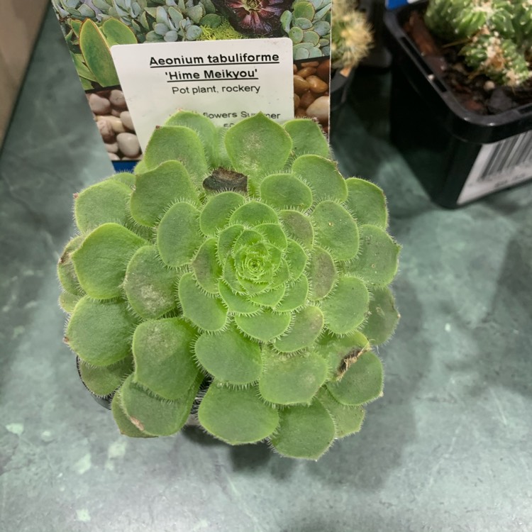 plant image 1315908
