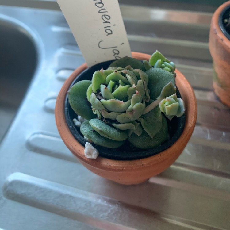 Plant image xGraptoveria Jadeíta