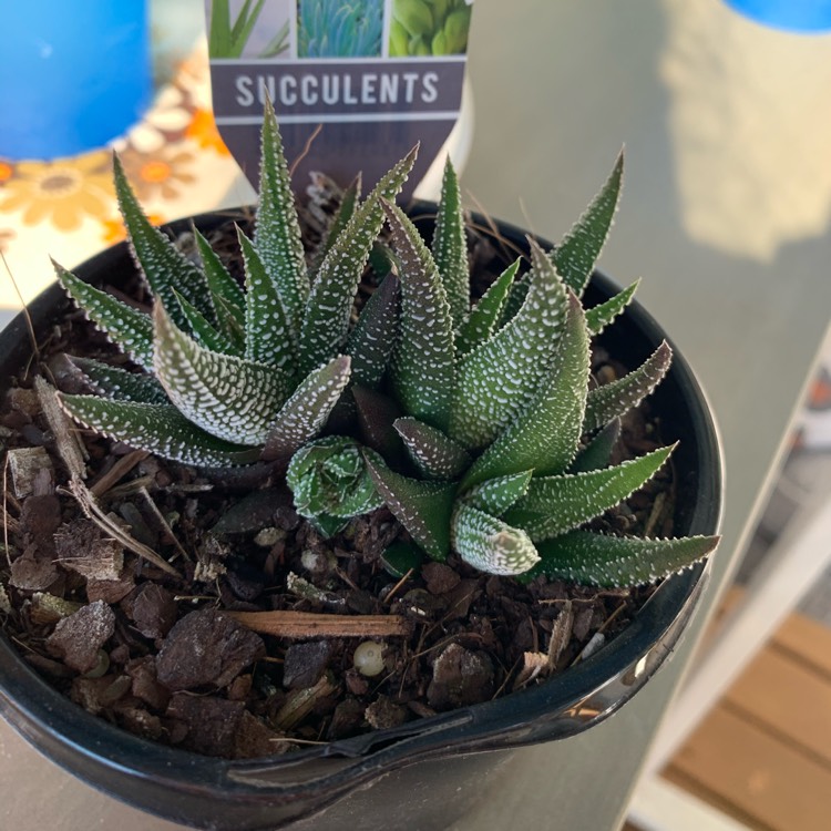 Plant image Haworthiopsis attenuata var. radula syn. Haworthia attenuata var. radula, Haworthia radula
