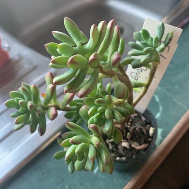 Echeveria Mcdougallii