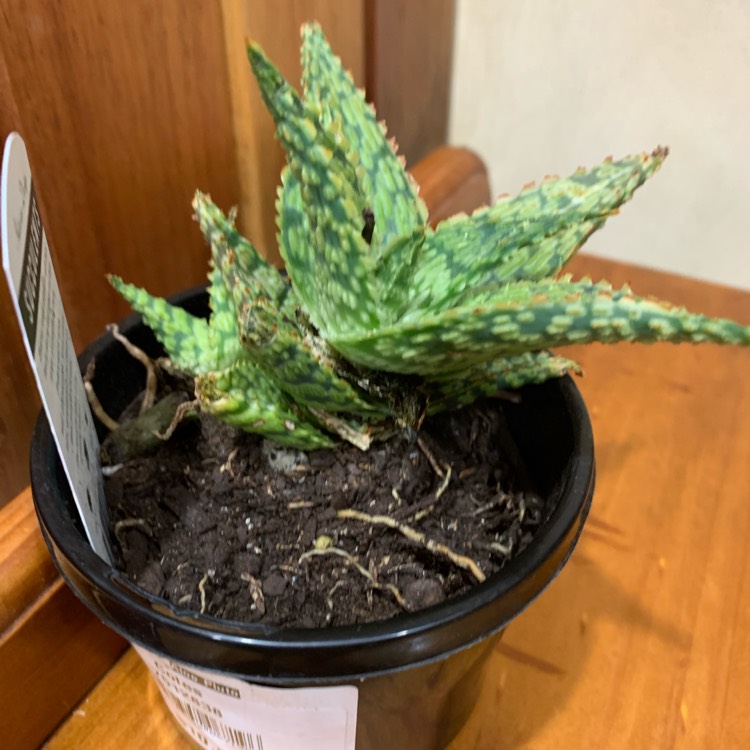 Plant image Aloe 'Pluto'