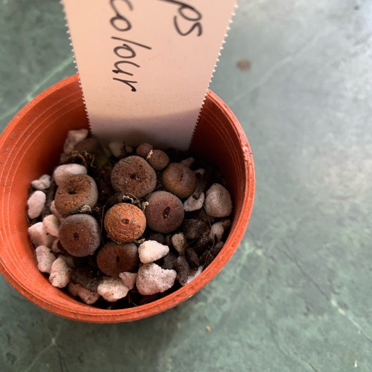 Plant image Lithops Terricolour