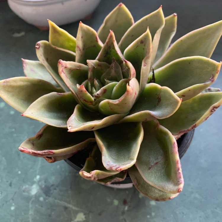 Plant image Echeveria Green Star