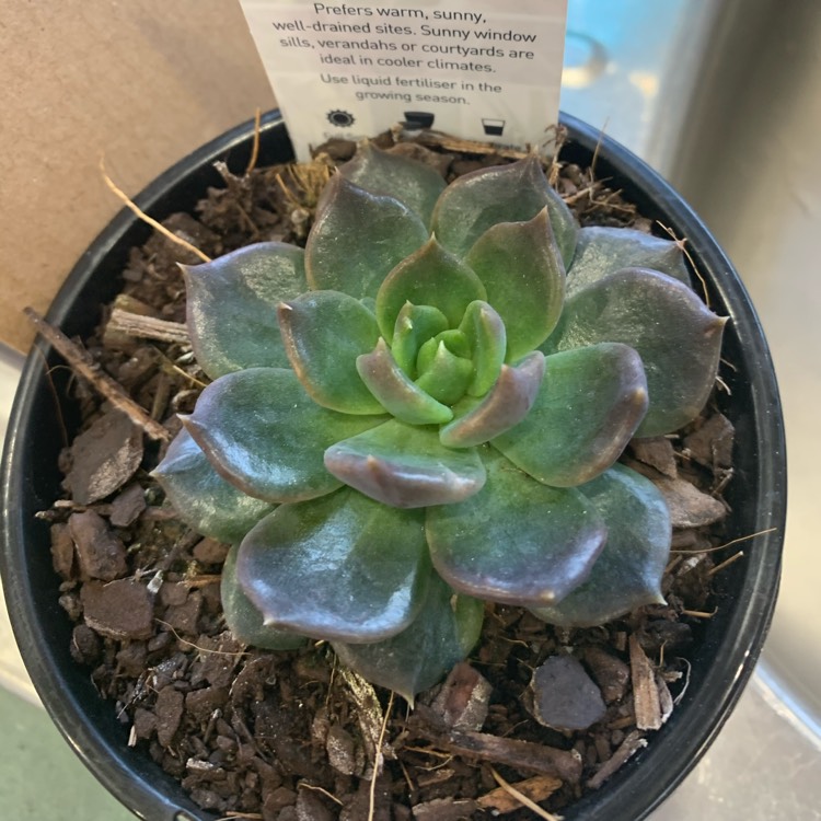 Plant image Echeveria Red Prince