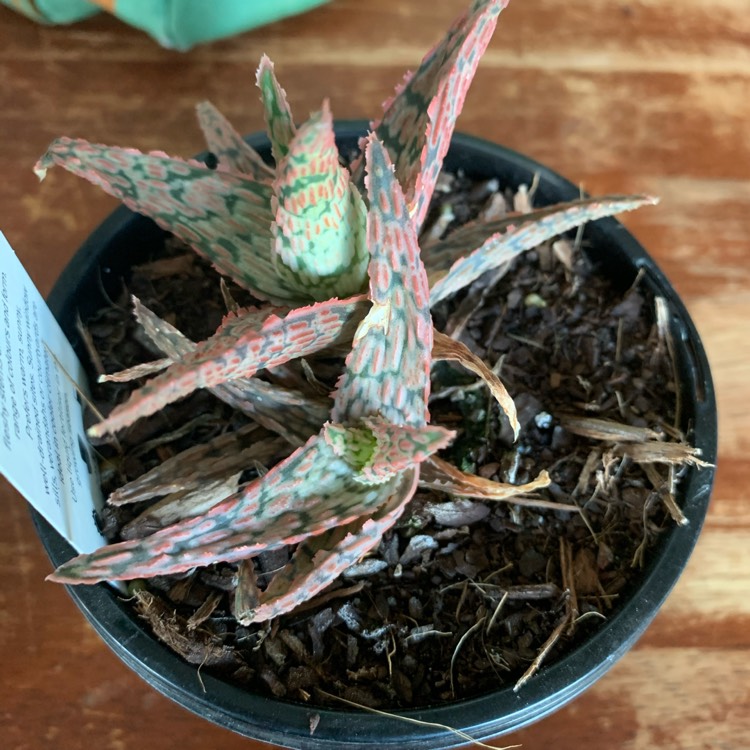 Plant image Aloe 'Carmine'