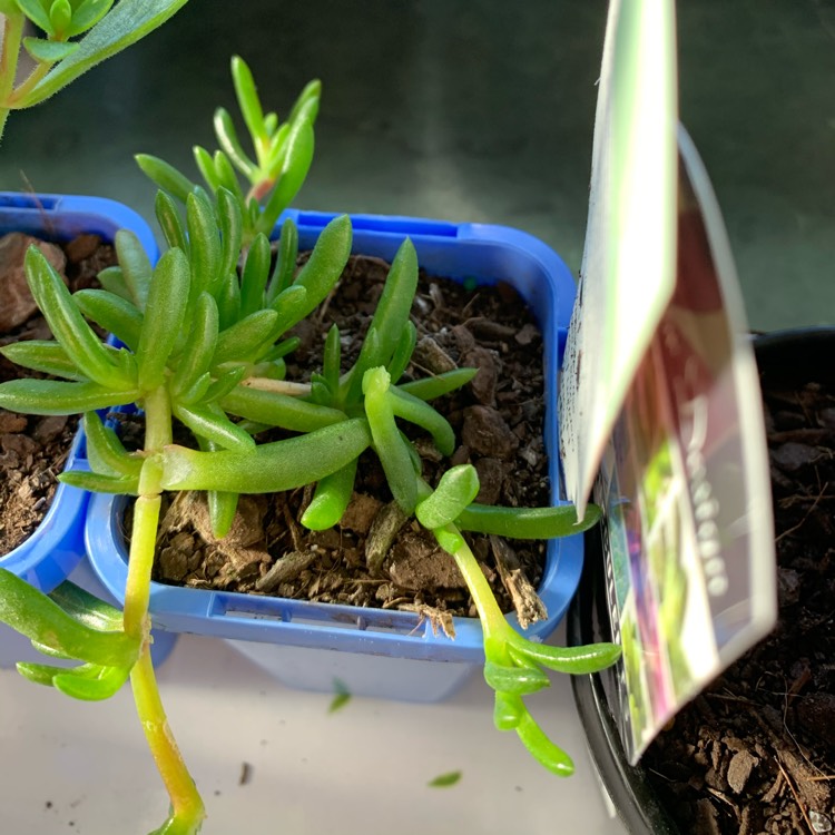 plant image 1385507