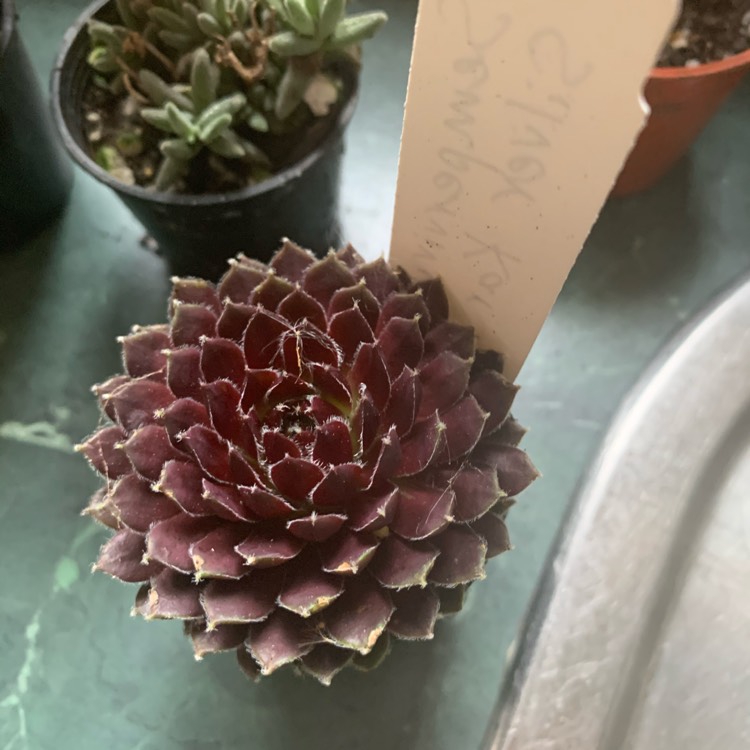 plant image 1391128