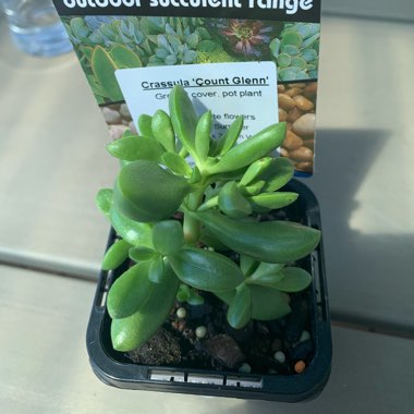 Crassula