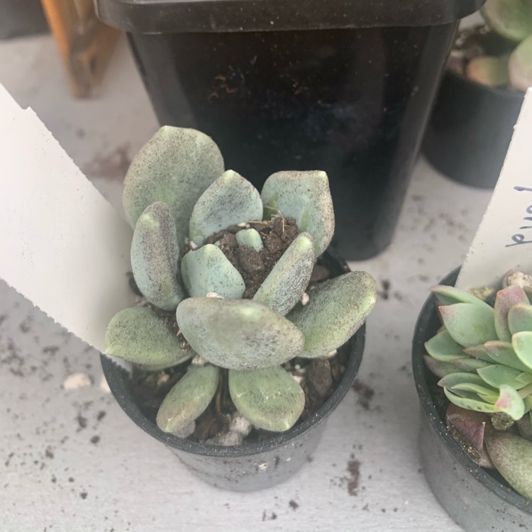 Plant image Pachyveria Corvus