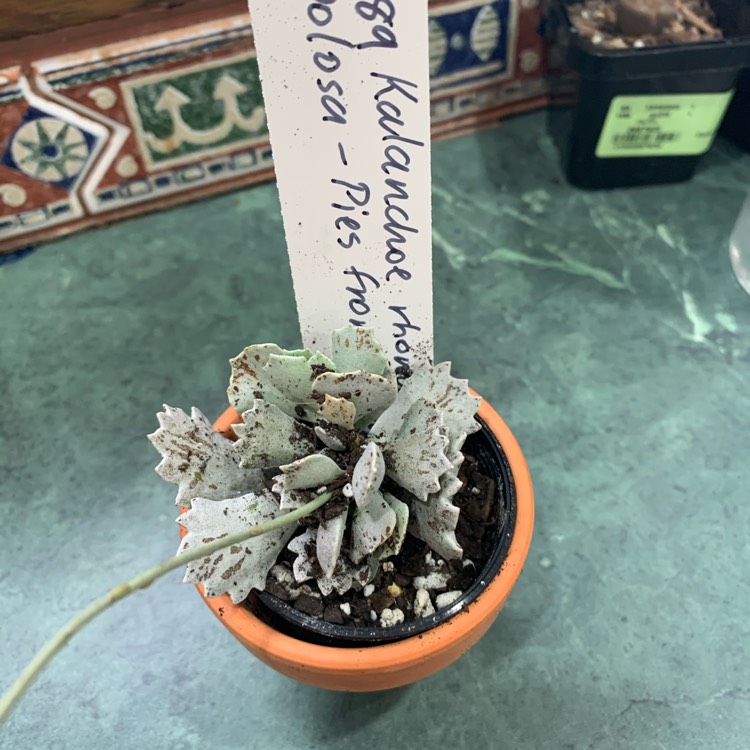Plant image Kalanchoe rhombopilosa var. rhombopilosa