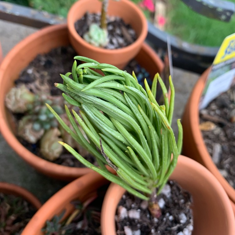 Plant image Senecio Kleinia syn. Kleinia neriifolia