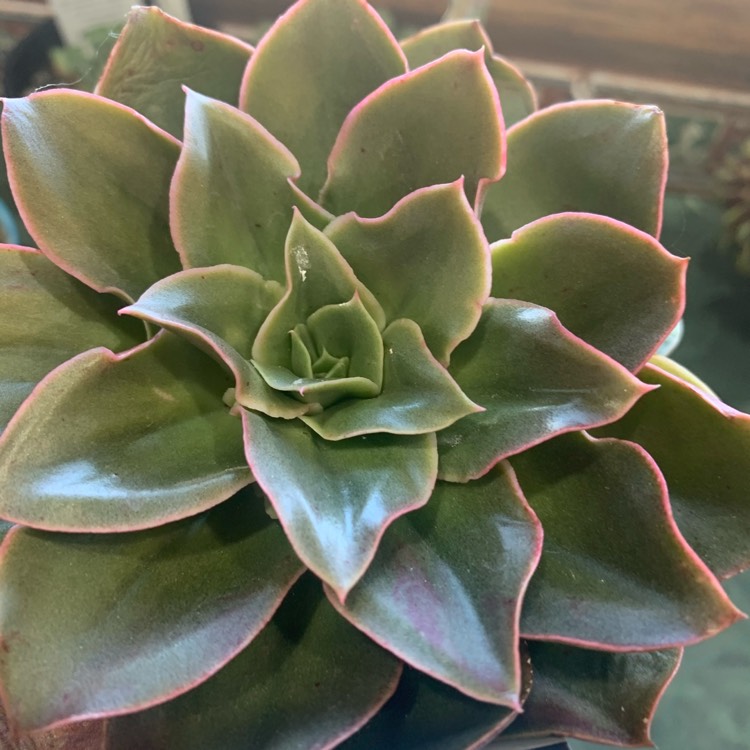 Plant image Echeveria Green Smile
