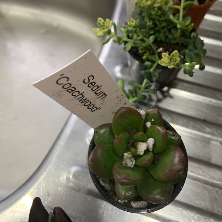 Plant image Sedum lucidium 'Coachwood'