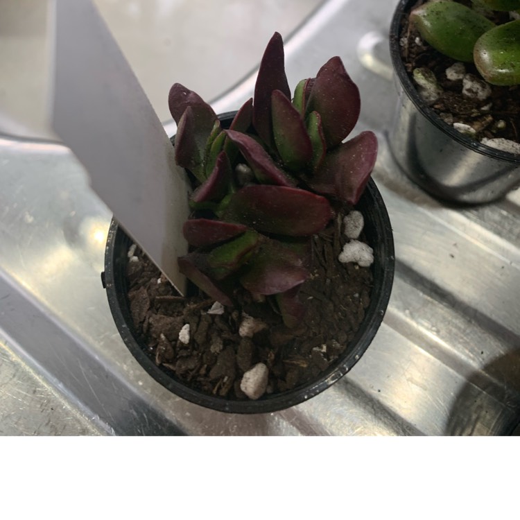 plant image 1481566