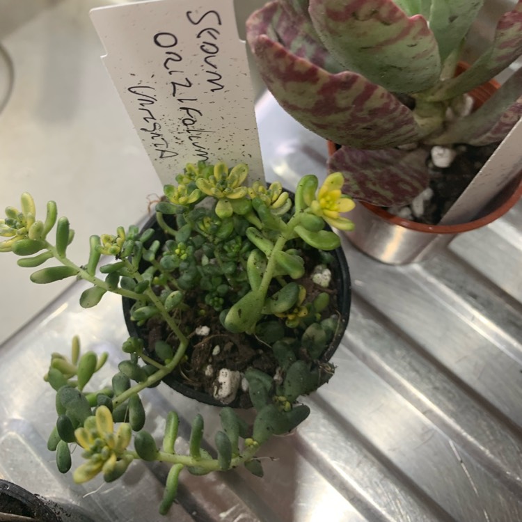Plant image Sedum Orizifolium Variegata