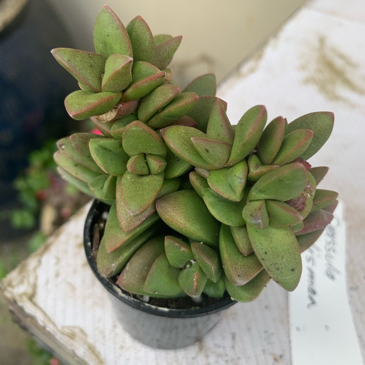 Plant image Crassula 'Talisman'