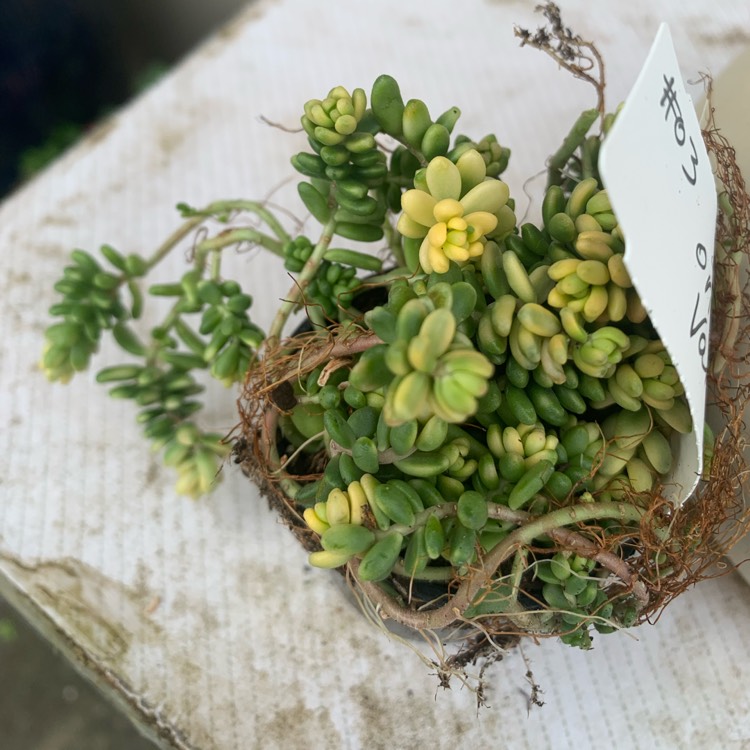 Plant image Sedum Orizifolium Variegata