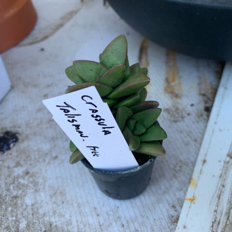 plant image 1552900