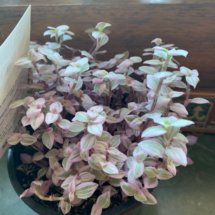 Plant image Callisia repens 'Pink Panther'
