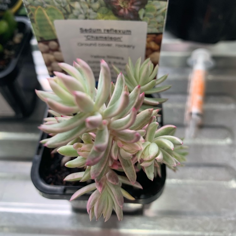 Plant image Sedum reflexum var. chameleon