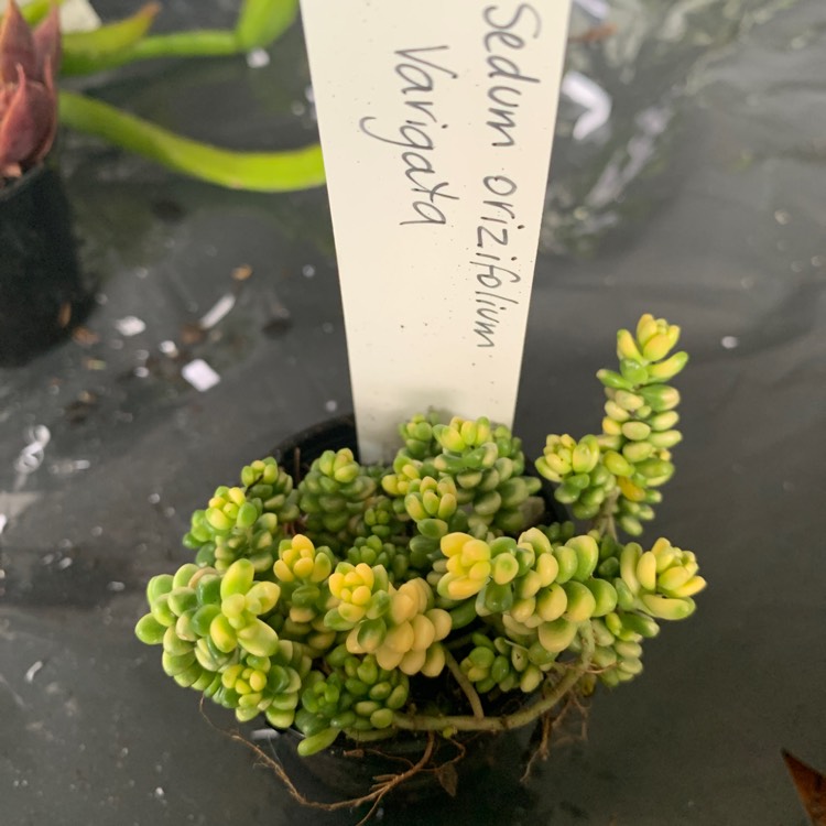 plant image 1634298