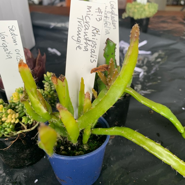 plant image 1634305