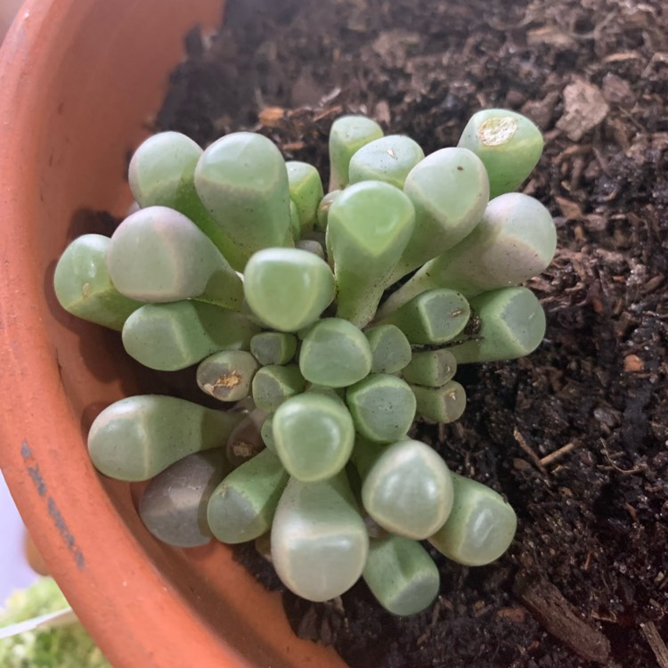 plant image 1634482