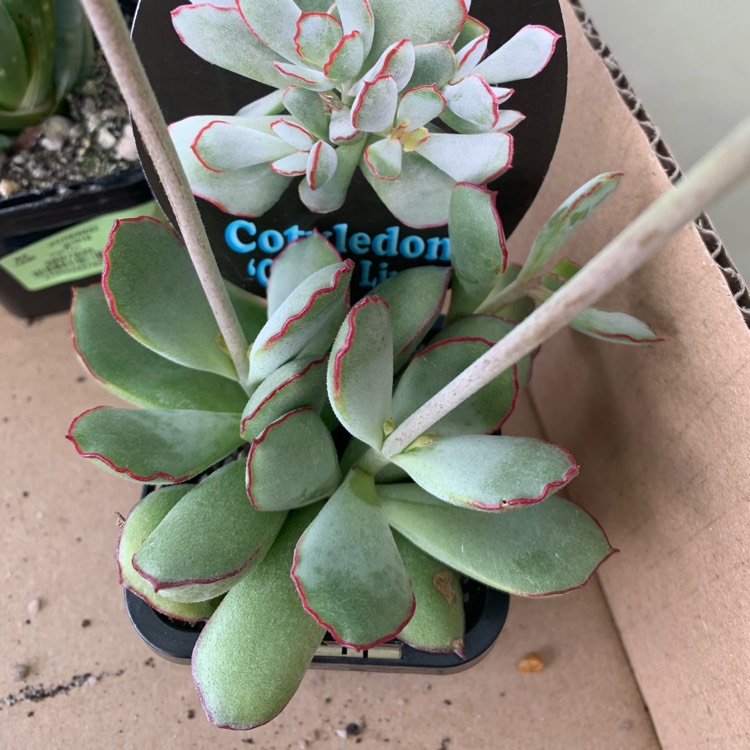 Plant image Cotyledon Papillaris
