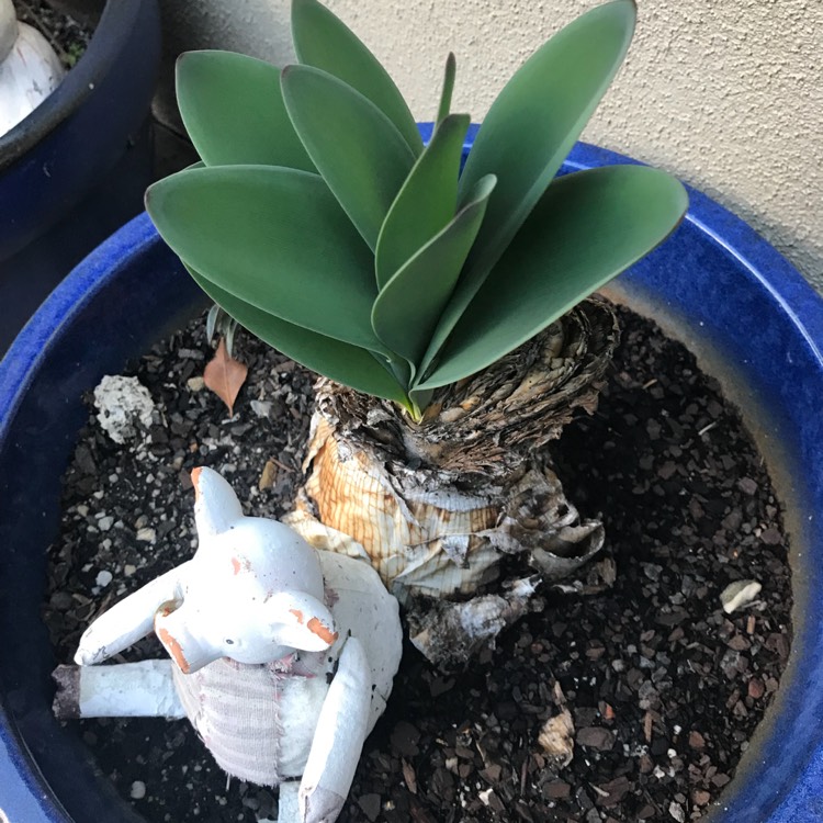 Plant image Brunsvigia orientalis