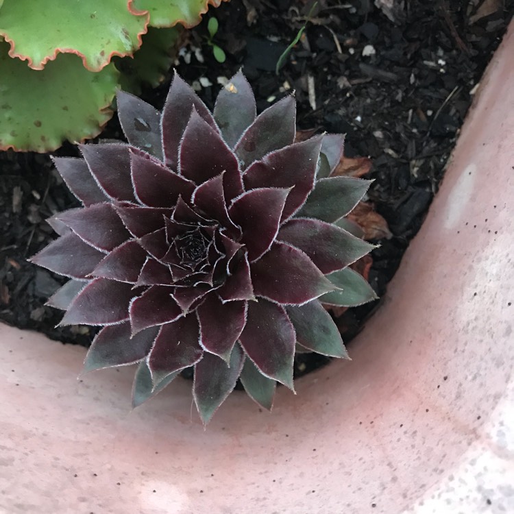 Plant image Sempervivum Granby