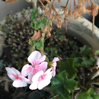 Geranium