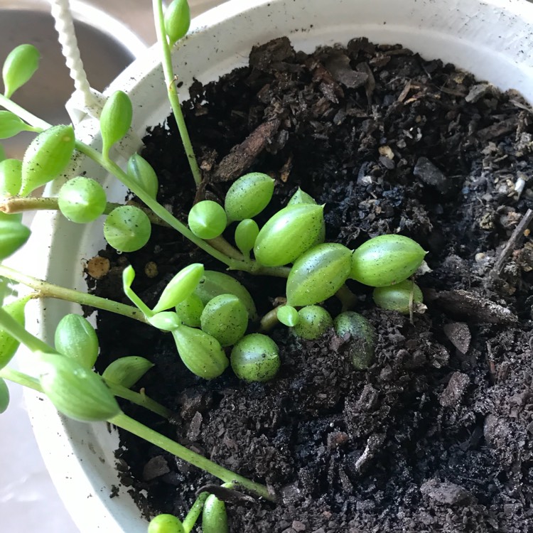 plant image 662006