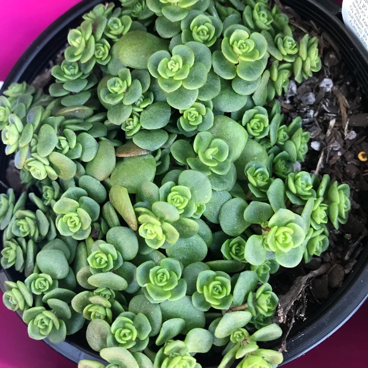 Plant image Sedum makinoi 'Green Blob'
