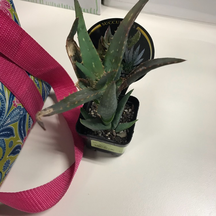Plant image Aloe ferox