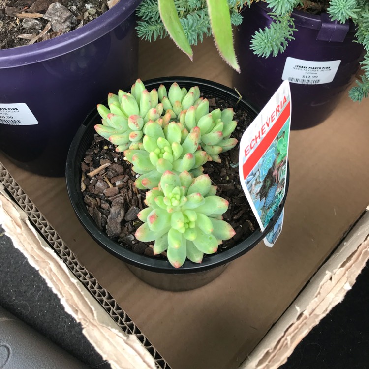 Plant image xSedeveria Hummelii