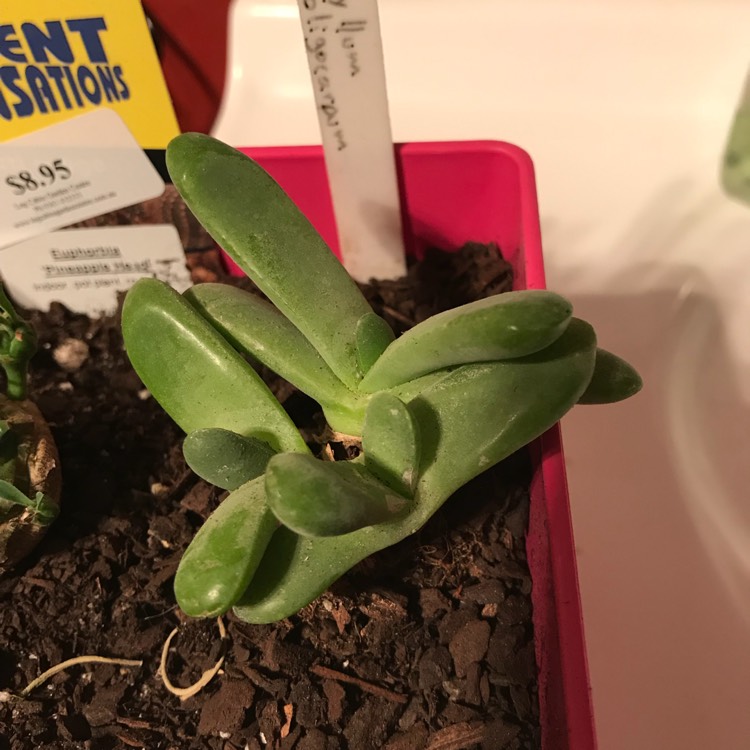 plant image 751686