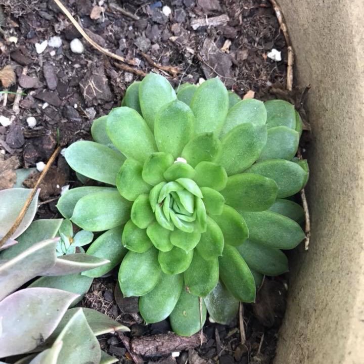 Plant image xSedeveria Green Rose