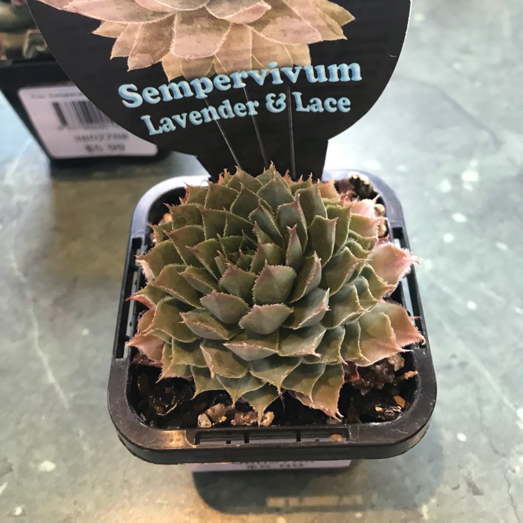 Plant image Sempervivum Lavender And Old Lace