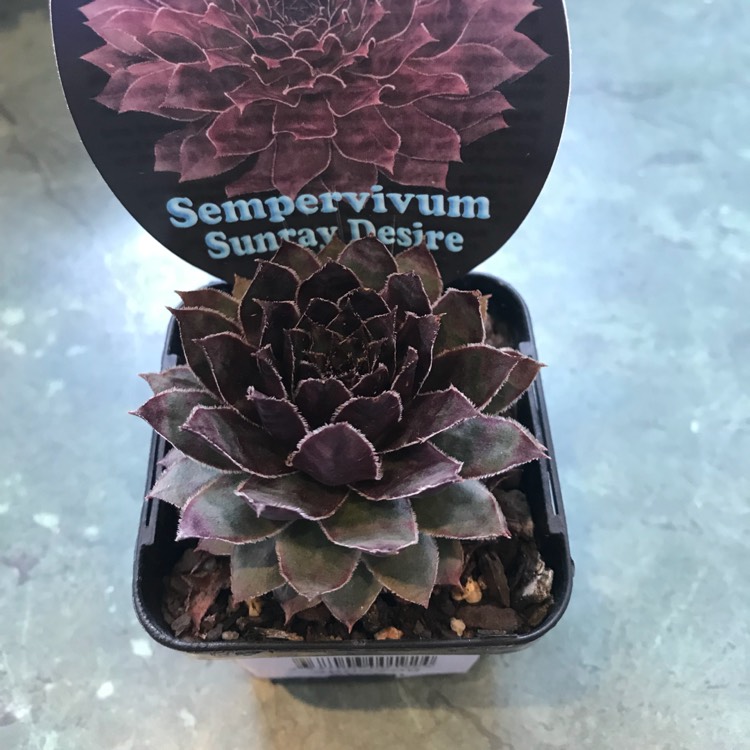 Plant image Sempervivum Sunray Desire